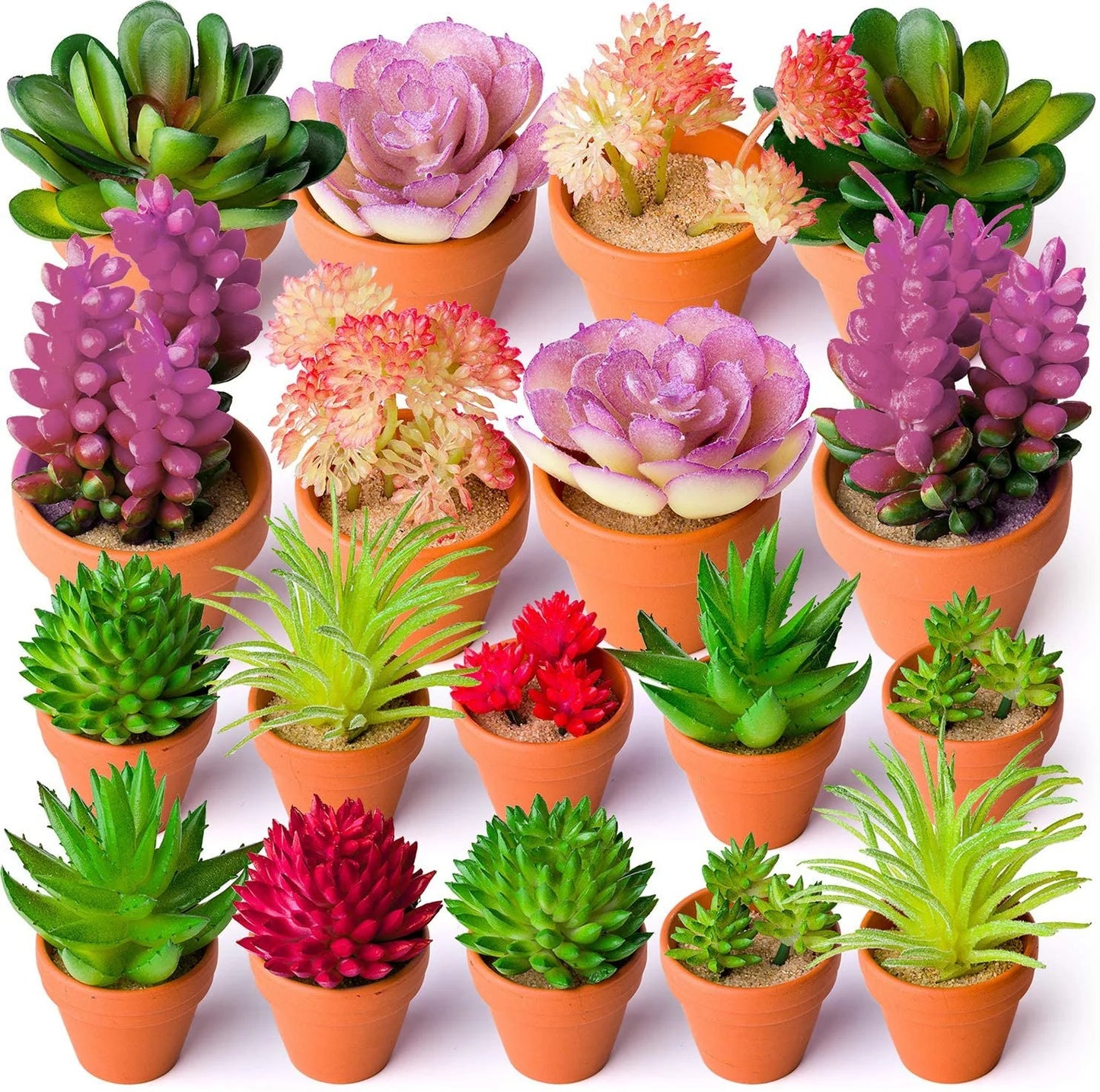 Assorted potted succulents and cacti on a white background