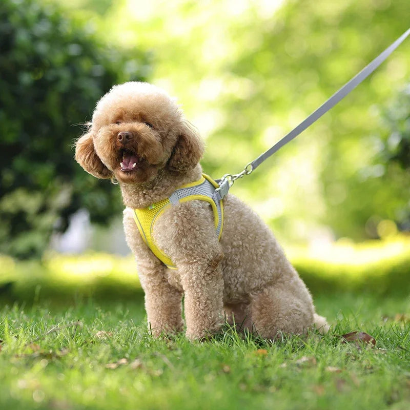 Puppy Harness Set – Adjustable Dog & Cat Harness with Leash